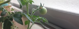 2年目でも実るミニトマトの栽培