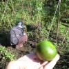 週末菜園からミカンを穫った