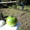 週末菜園の若手お頭と土いじり