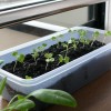 レンジパックプランター11日目