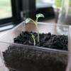 予想を超え発芽した水菜の種
