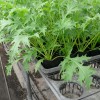 ミニプランターで水菜の室内栽培記録25日目