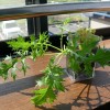 たった一粒の水菜の種と小さなプランター