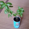 バジル穴無し栽培2年目の茎を切り落としても…