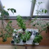 自家栽培がふくむ室内栽培の面白味