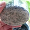 タッパ栽培のサンチュの根をブチブチ