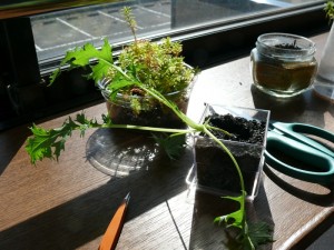 窓際で水菜を栽培中