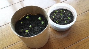 発芽後の水菜とサンチュの成長