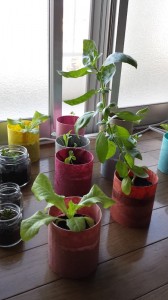 バジルとサンチュの窓際栽培
