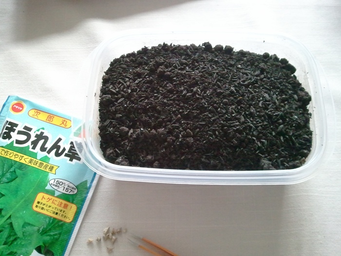 ほうれん草の種をタッパに蒔く理由